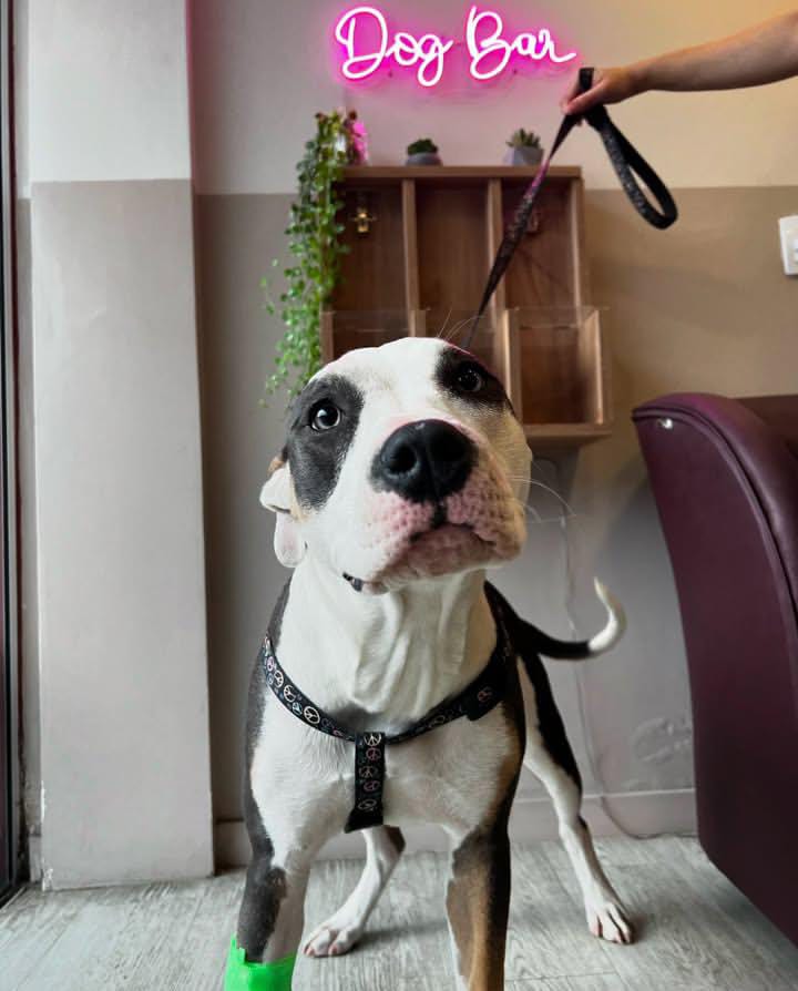 Paciente da Vex Veterinária 2