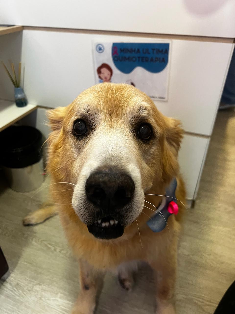 Paciente da Vex Veterinária 4