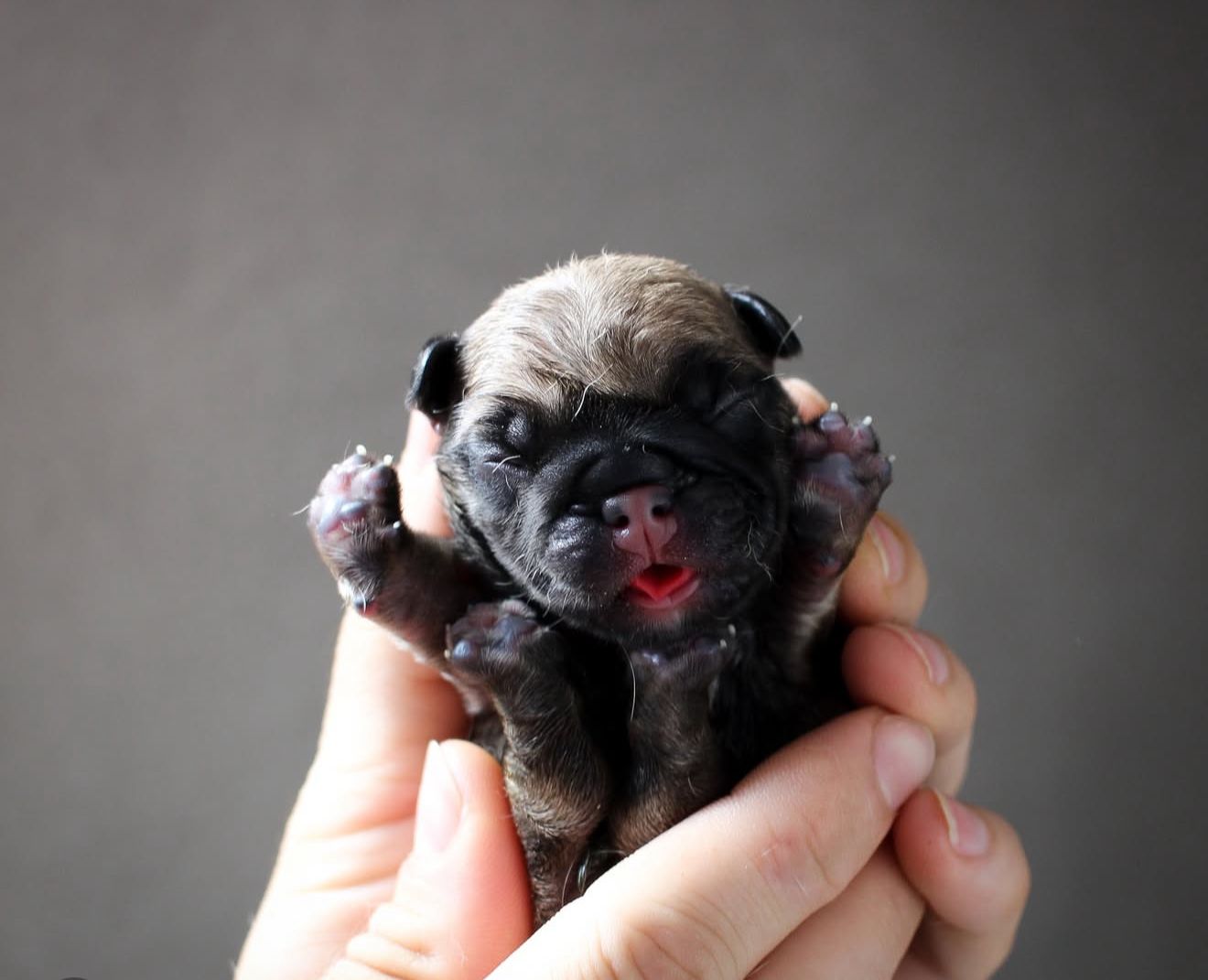 Paciente da Vex Veterinária 9